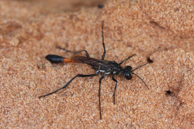 Thread-waisted Wasp