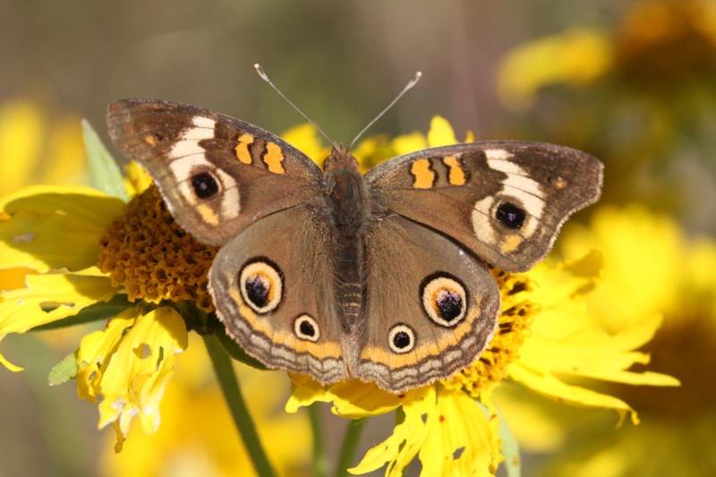 Common Buckeye