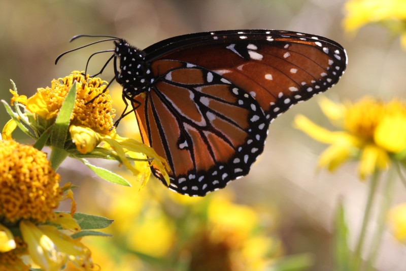Queen Butterfly