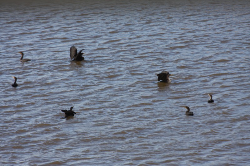 Double-Crested Cormorants