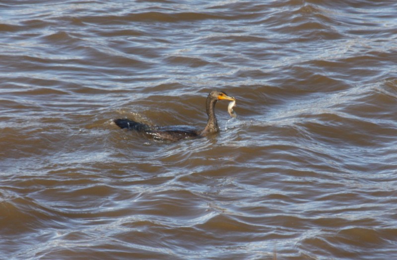 Double-Crested Cormorant With Fish