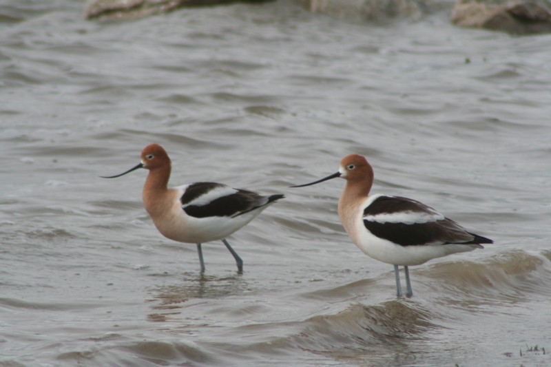 American Avocet