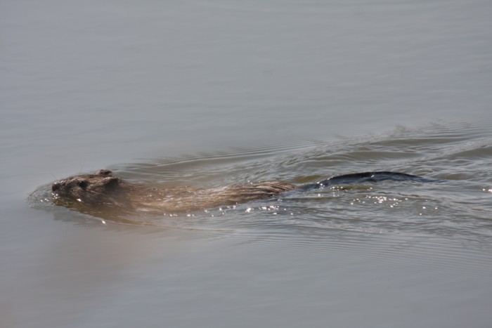 Muskrat
