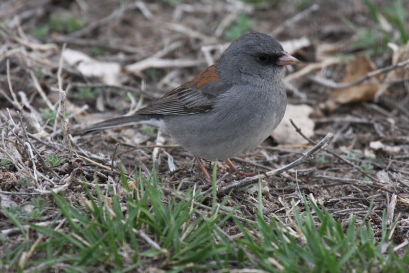 Gray-headed Junco