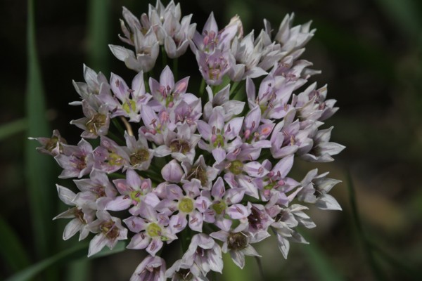 Wild Onion
