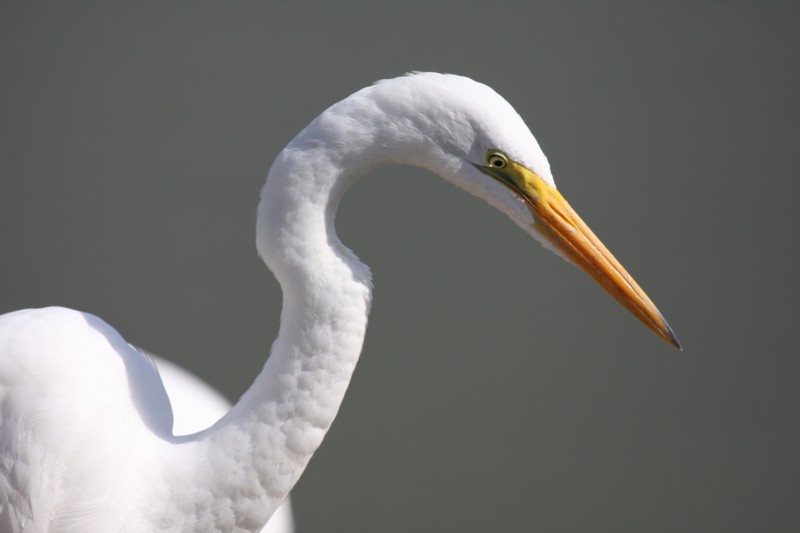 Great egret
