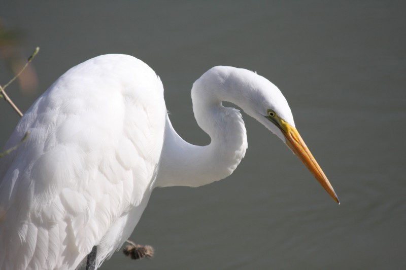 Great egret
