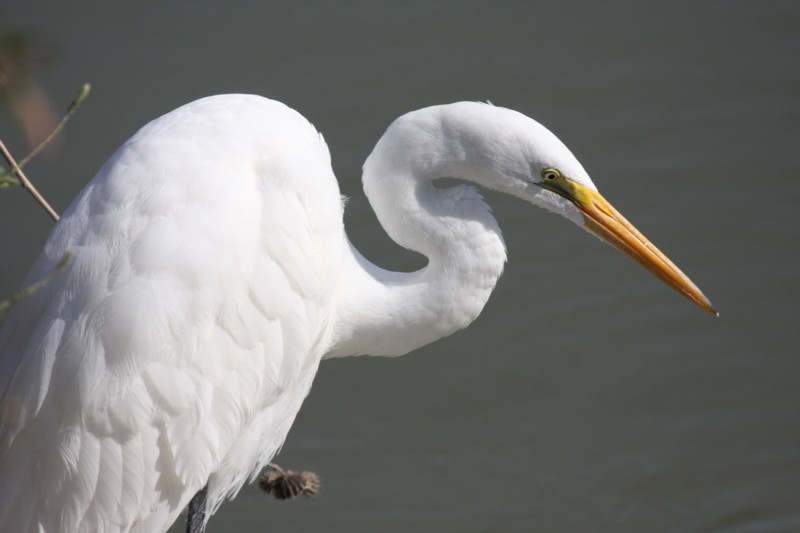 Great egret