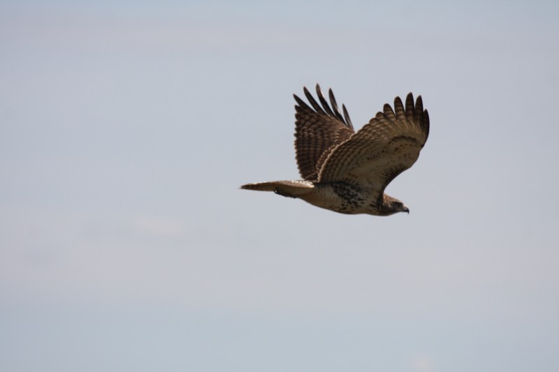 Red-tailed Hawk