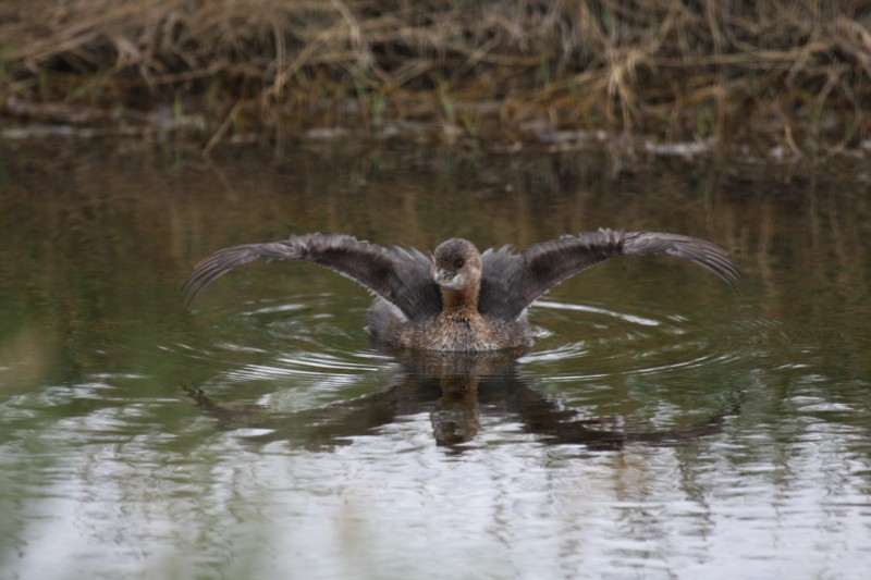 Pied-billed grebe