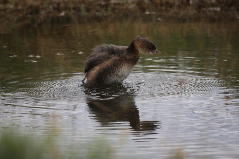 Pied-billed grebe