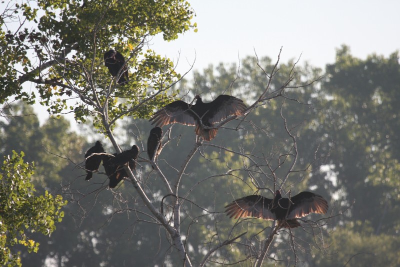 Turkey Vultures