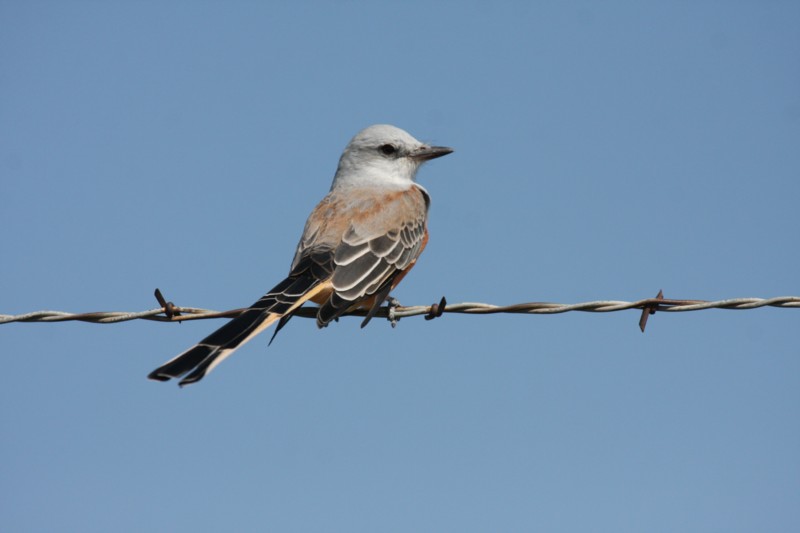 Scissor-tailed flycatcher