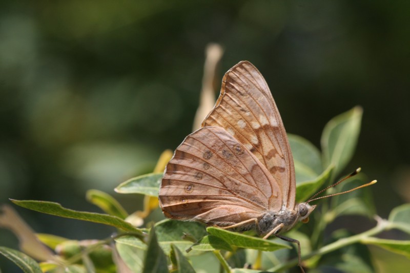 Tawny emperor
