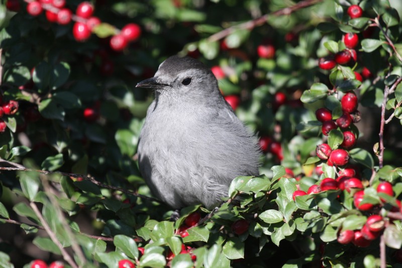 Gray catbird