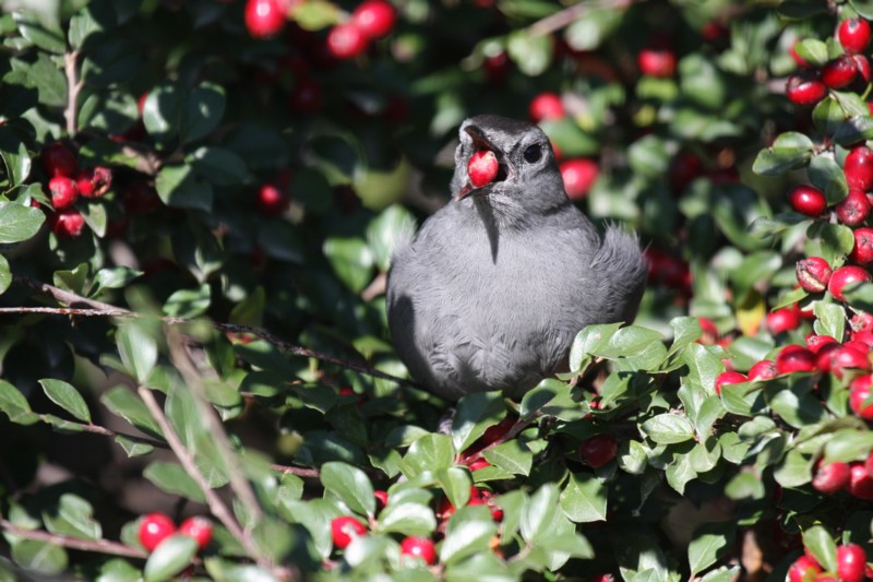 Gray catbird