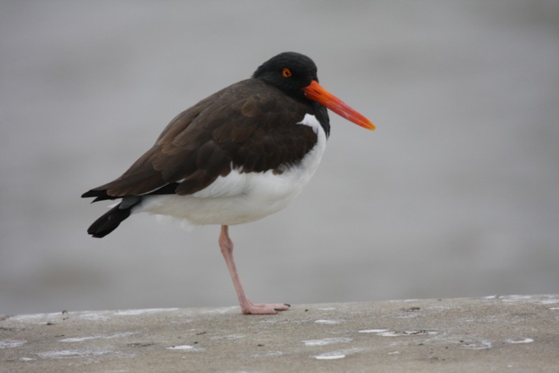 American oystercatcher