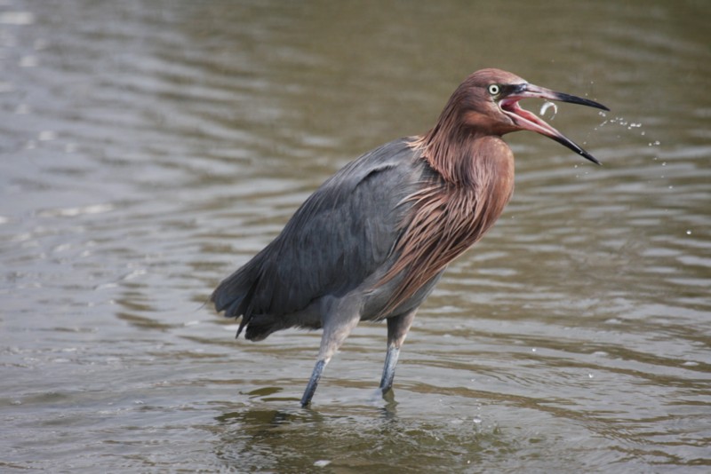Reddish egret
