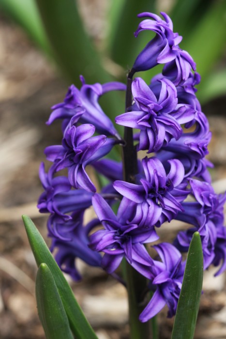Hyacinth