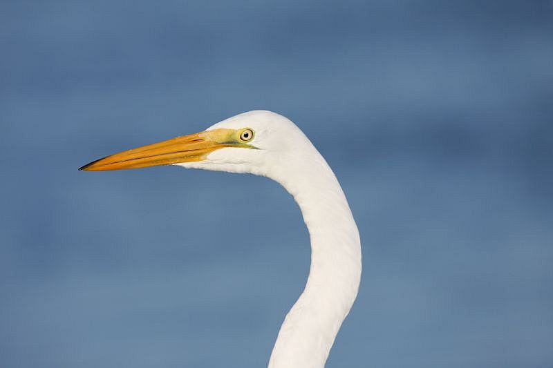 Great egret