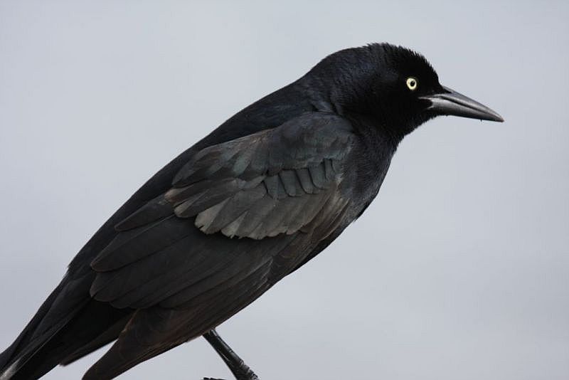 Great-tailed grackle