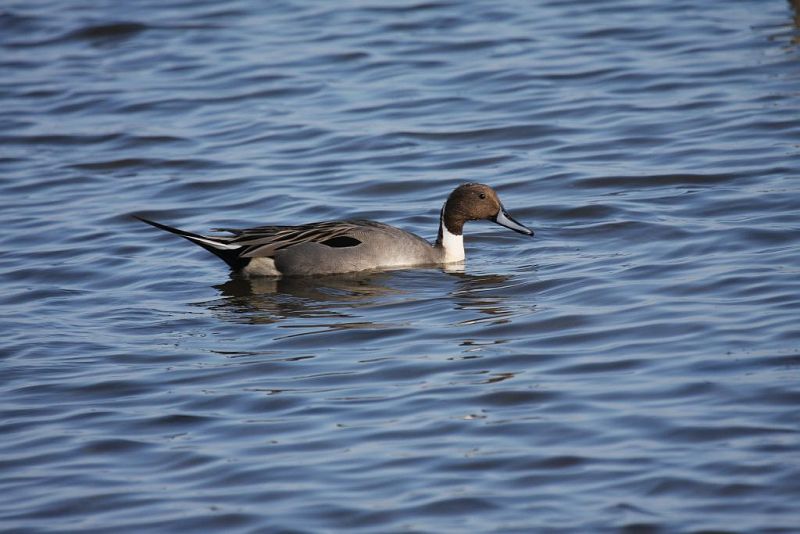 Northern pintail