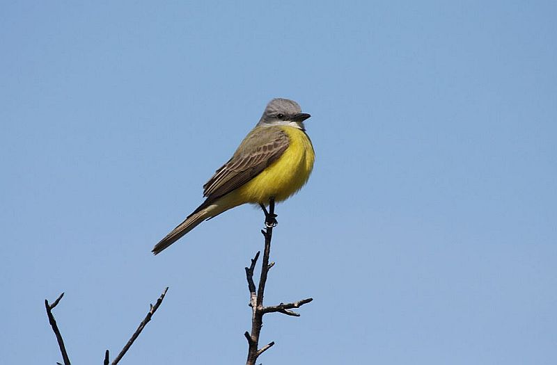 Couchs kingbird