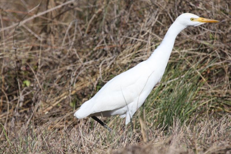 Cattle egret