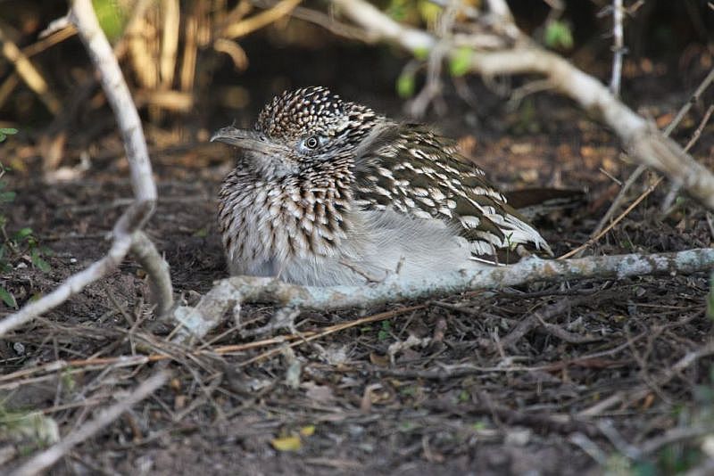 Greater roadrunner
