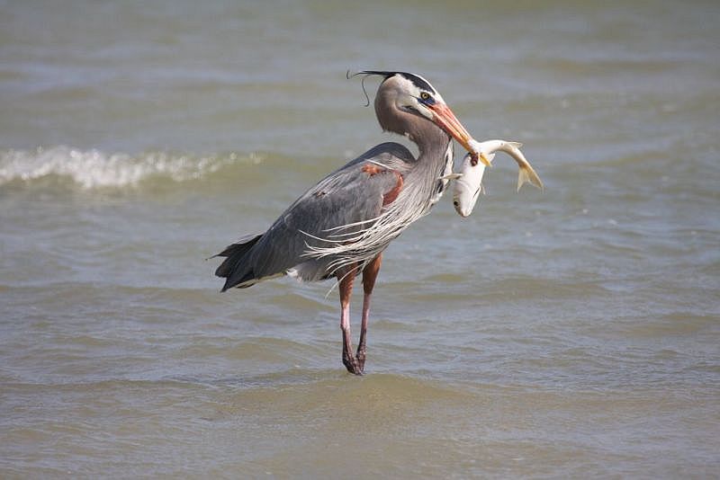 Great blue heron