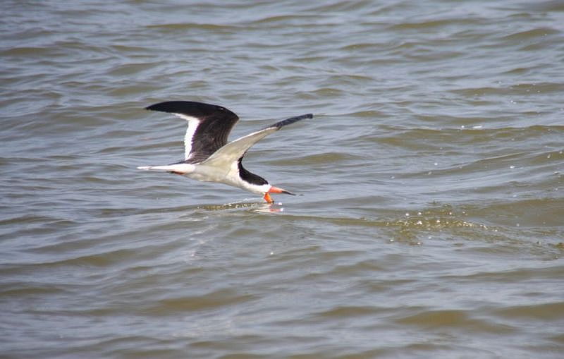 Black skimmer