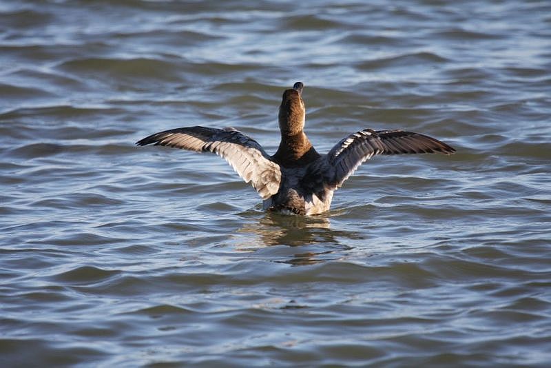 Canvasback<br> (female)