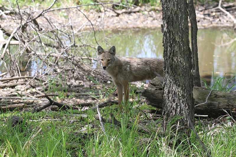 Coyote
