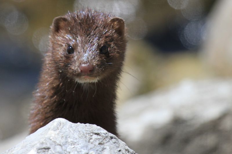Mink
