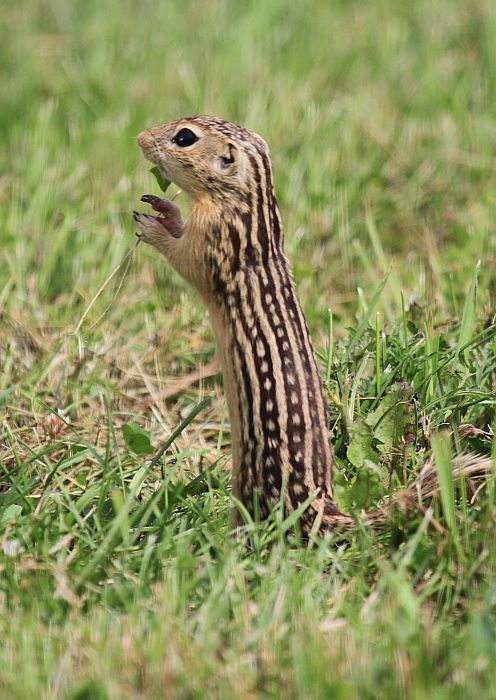 Thirteen-lined Ground Squirrel