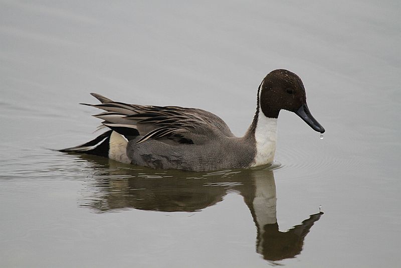 Northern pintail