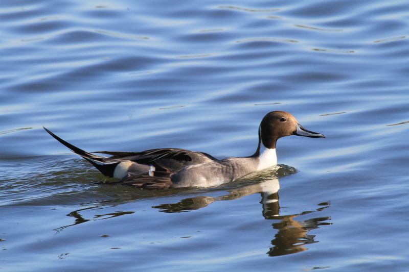 Northern pintail