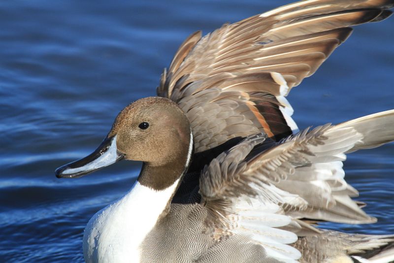 Northern pintail