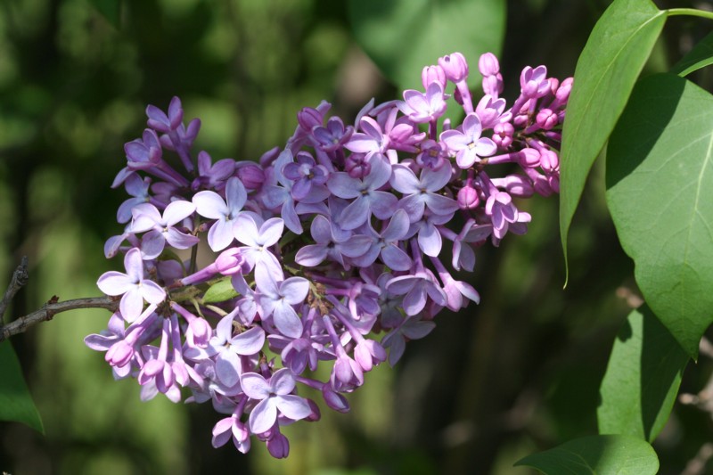 Lilac