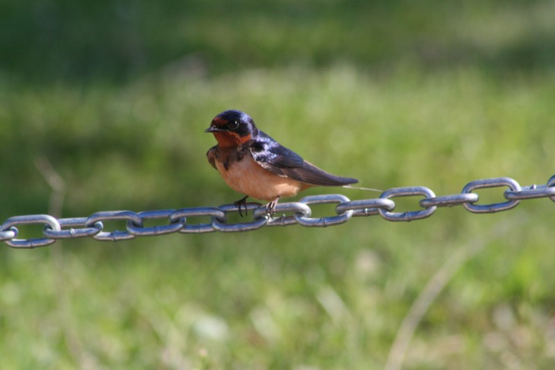 Barn Swallow