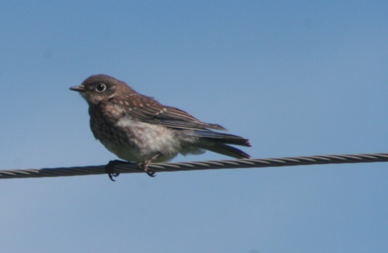 Eastern Bluebird (immature)
