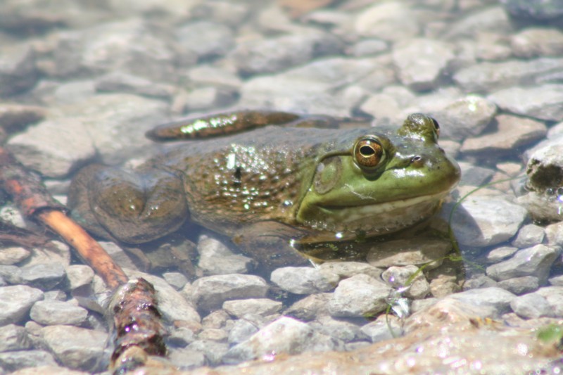 Frog