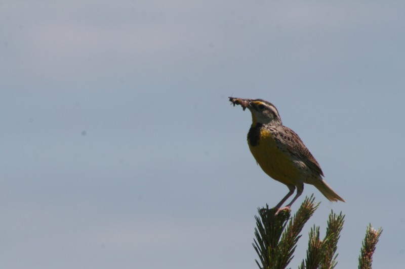 Eastern Meadowlark
