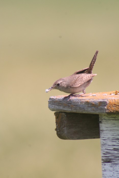 House Wren