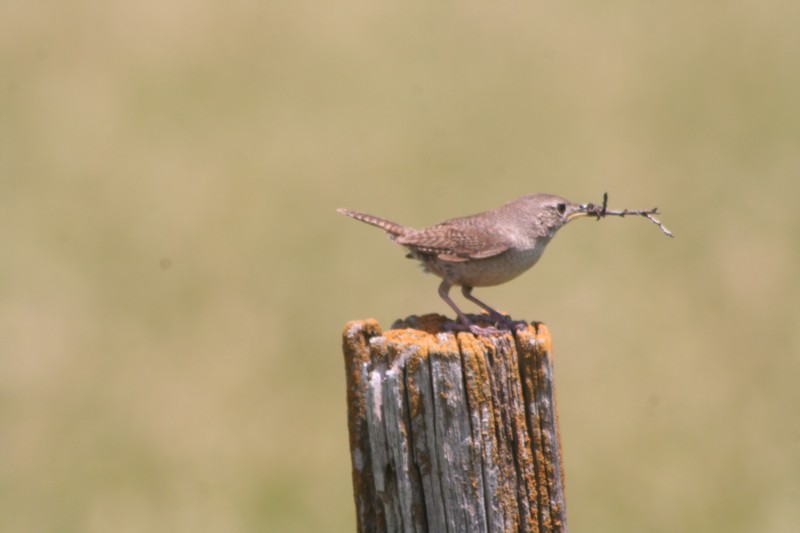 House Wren