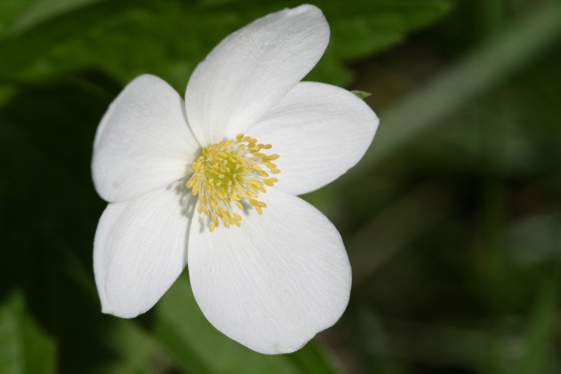 Wild Strawberry