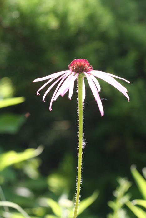 Pale Purple Coneflower