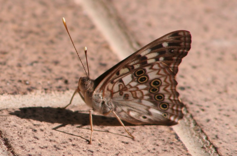 Hackberry Emperor