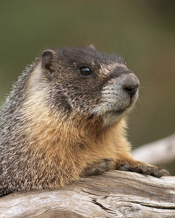 9 - Yellow-bellied Marmot