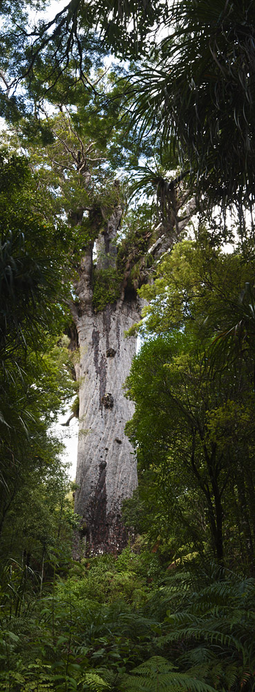Vertical panorama of Tane Mahuta Kauri Tree, Northland, New Zealand.